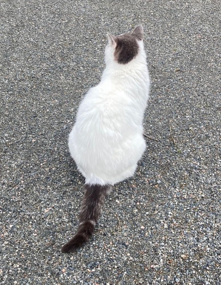A cat, seen from behind, sitting in his yard on grey gravel. He’s white with dark grey tail and a blotch on his head, resembling the modern shaved mullet haircut.