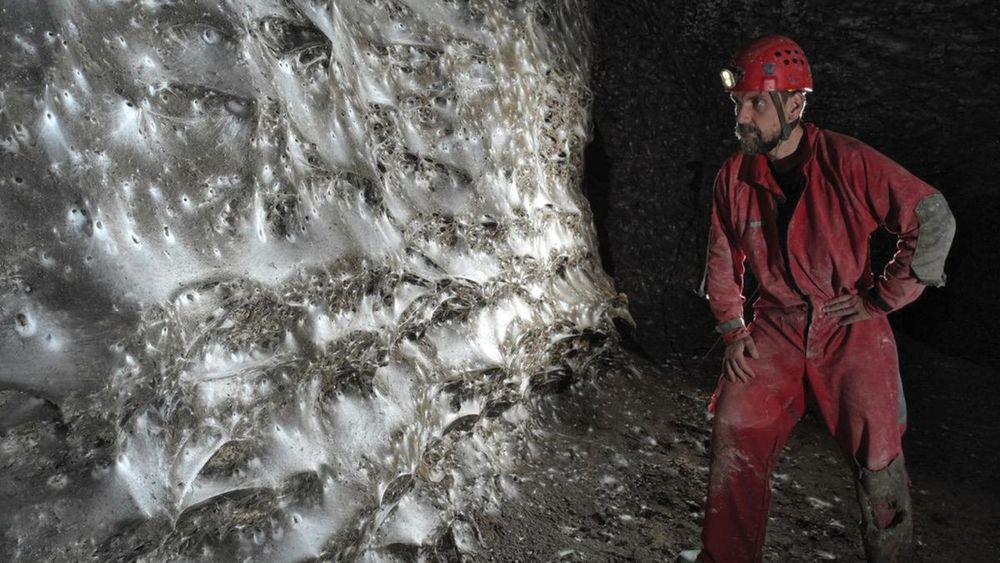 An arachnologist (right)looking at a giant sheet of spider web (left) 