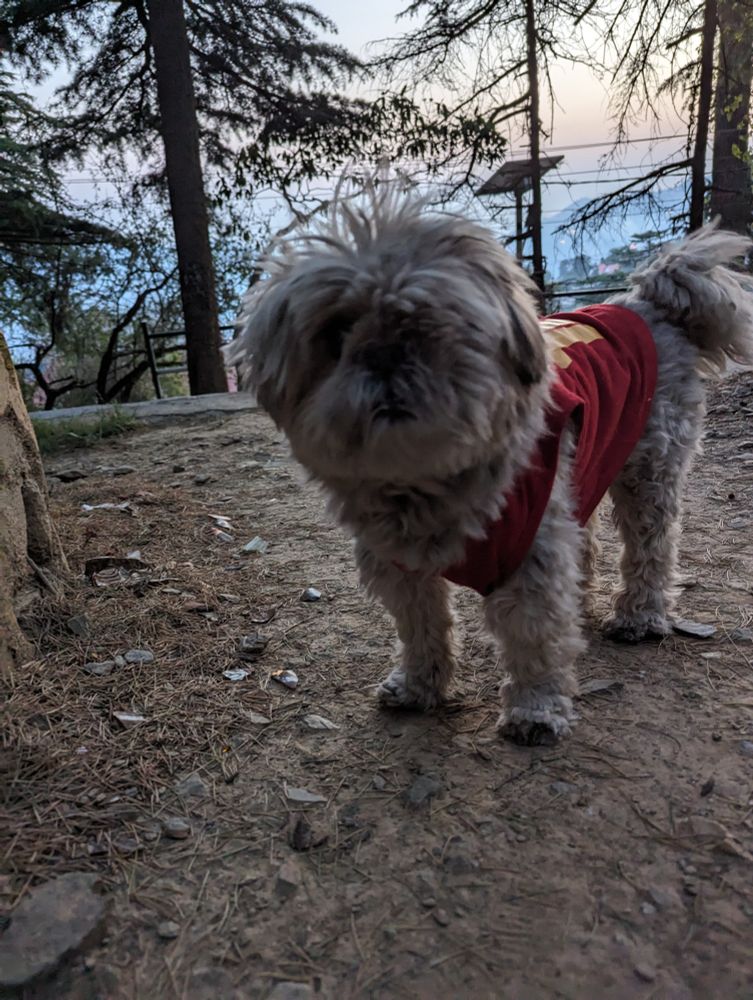 Sunset Doggy 