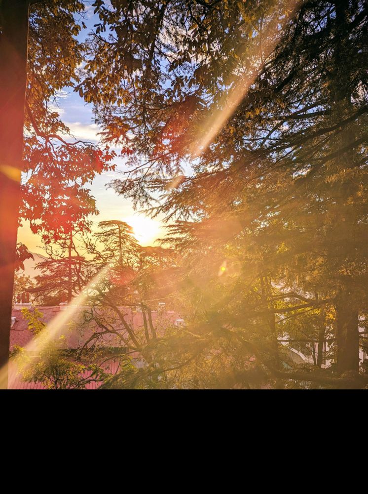 Dusk light in trees