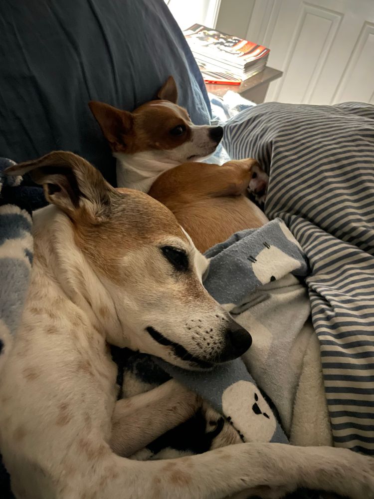 Two dogs. Both brown and white. They’re in bed with a blue/white striped duvet cover and blue flannel sheets with white sheep on them. 
Older Jack Russel Terrier’s head is resting on the back of the younger chihuahua. JRT has a bunch of dappled spots and a grey muzzle that used to be dark reddish brown. 