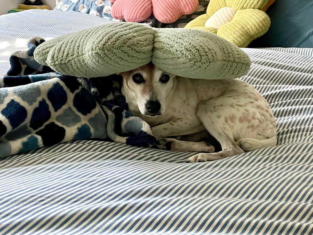 Jack Russell Terrier with a sage green flower pillow on her head. She has lots of brown freckles and a frosted muzzle showing her age. Sitting on a bed with a blue striped duvet and blue diamond patterned fleece blanket. There are other flower shaped pillows behind her, so it’s clear someone put one on her head. She seems not amused. 