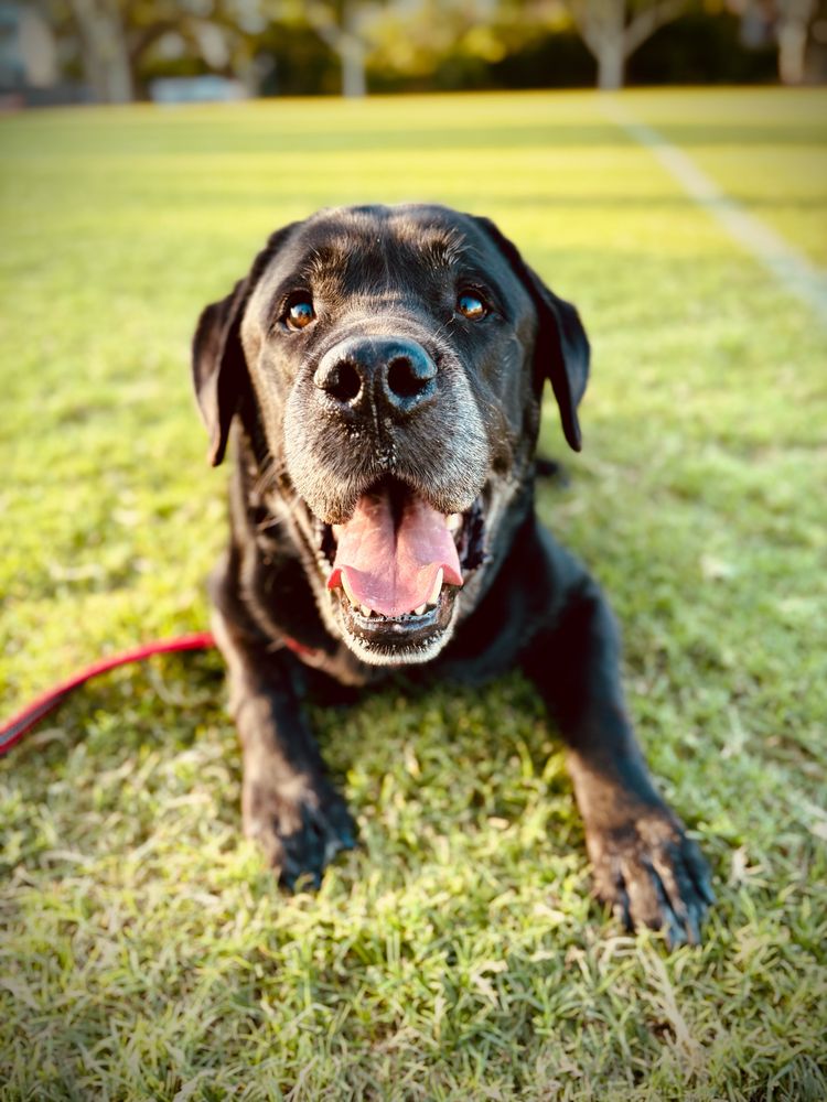 A black Labrador lying in green grass looks directly at the camera with his mouth open, almost like he’s smiling. You can see his tongue and red lead in the background. 