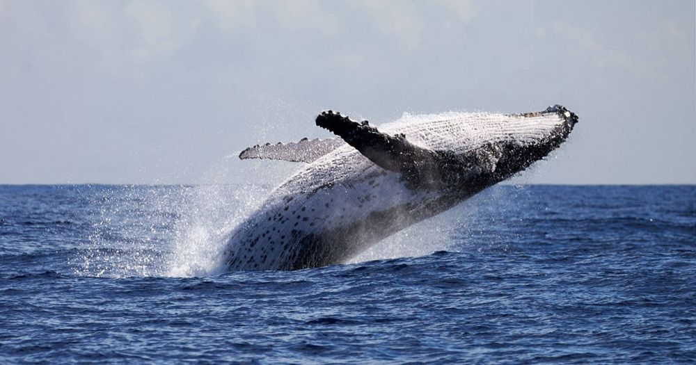 The Surprising Science of Whale Earwax - American Academy of Audiology