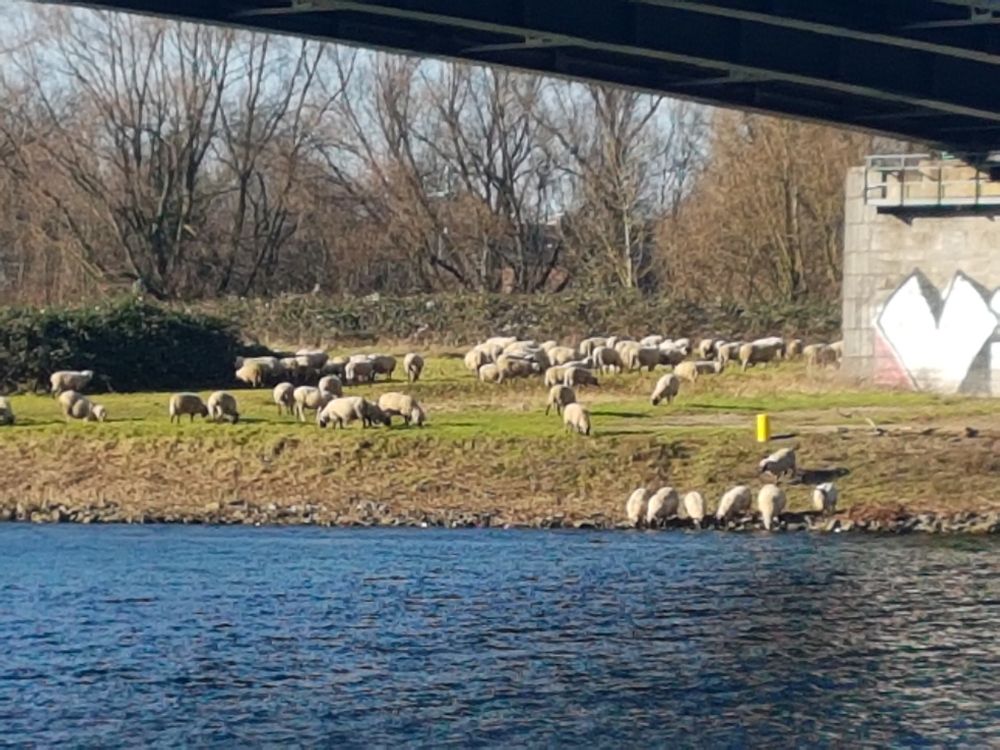 Schaafe an der Ruhr in Duisburg 