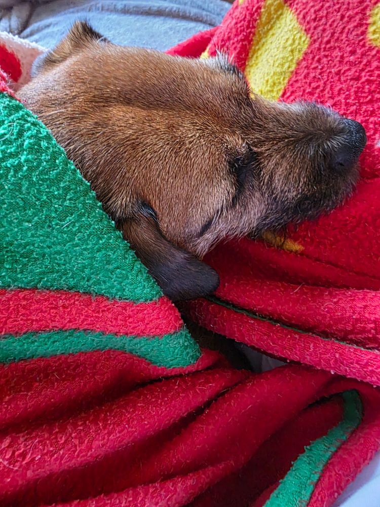 A terrier wrapped in a Wales blanket sleeping on my knee.