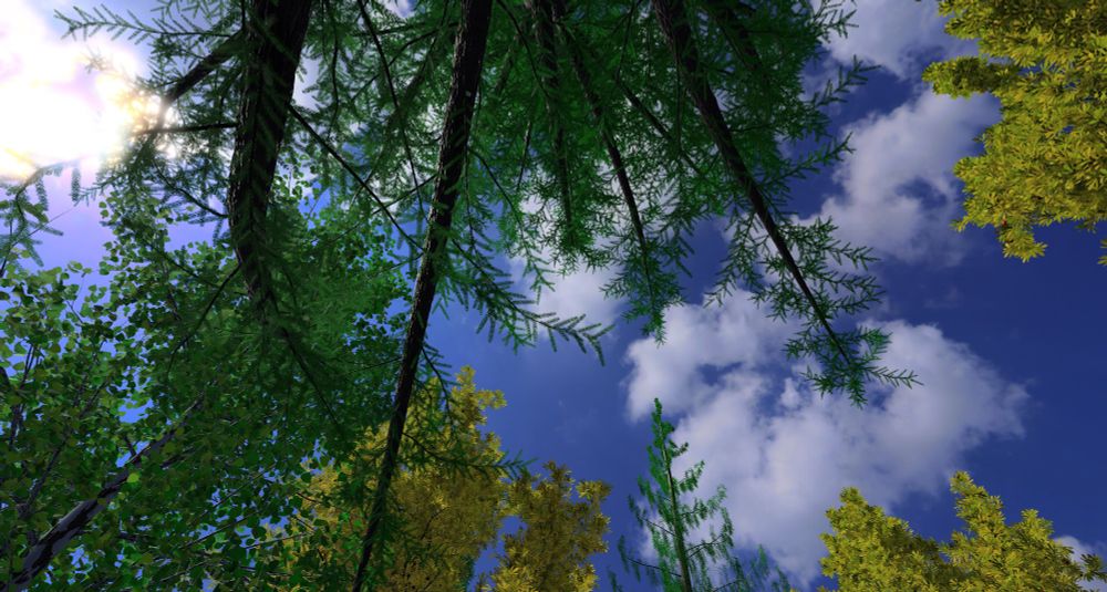 Taster image of trees and sky, from the Work Graphs presentation by AMD at GDC 2025 Advanced Graphics Summit.