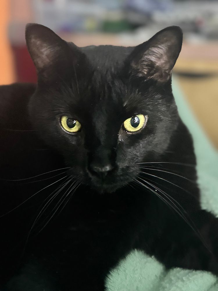 Black cat with yellow eyes, looking entirely indifferent. 