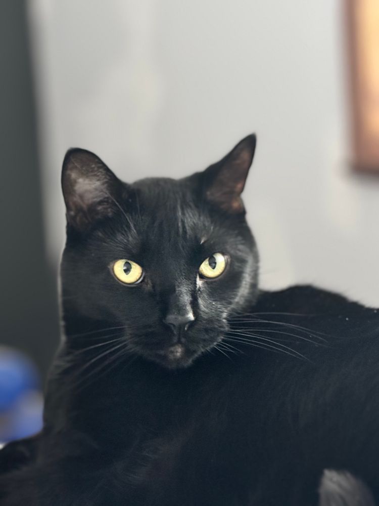 Gorgeous black, American shorthair cat. 