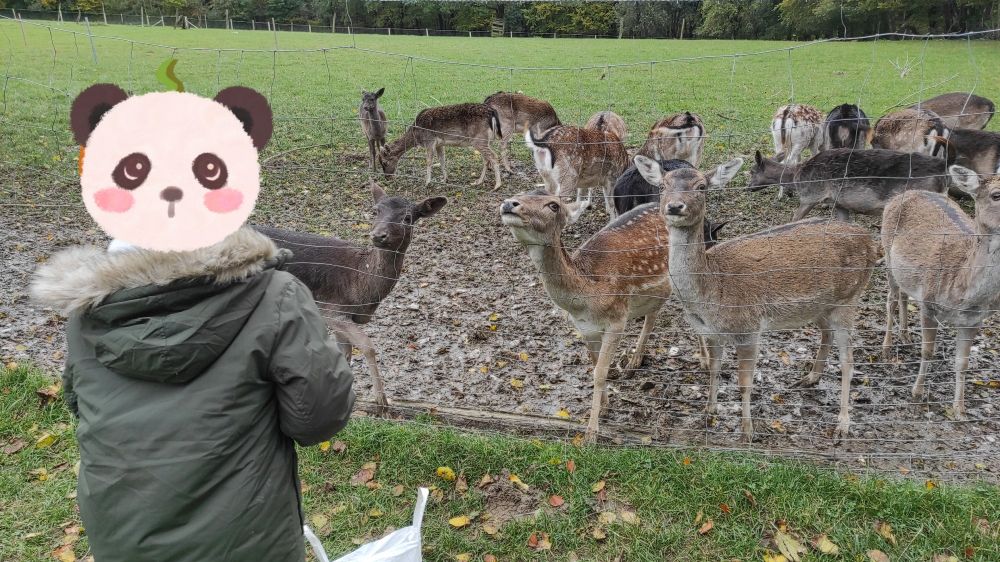 Kind am Zaun vom Damwild-Gehege. Hinterm Zaun eine Gruppe von Hirschkühen und -kitzen.