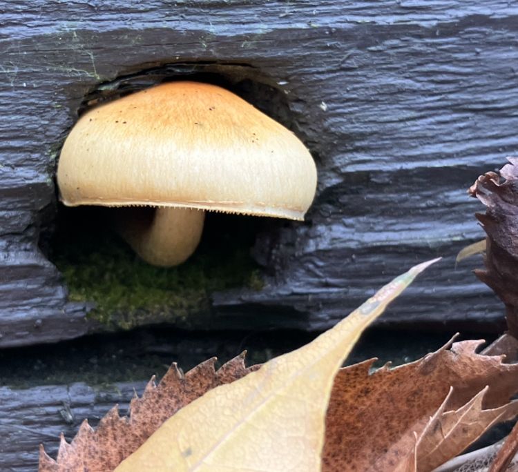 A creamy orange colored mushroom growing out of a hole in some wood. A little patch of green moss is at its base and brown and yellow leaves frame the bottom half of the image. 