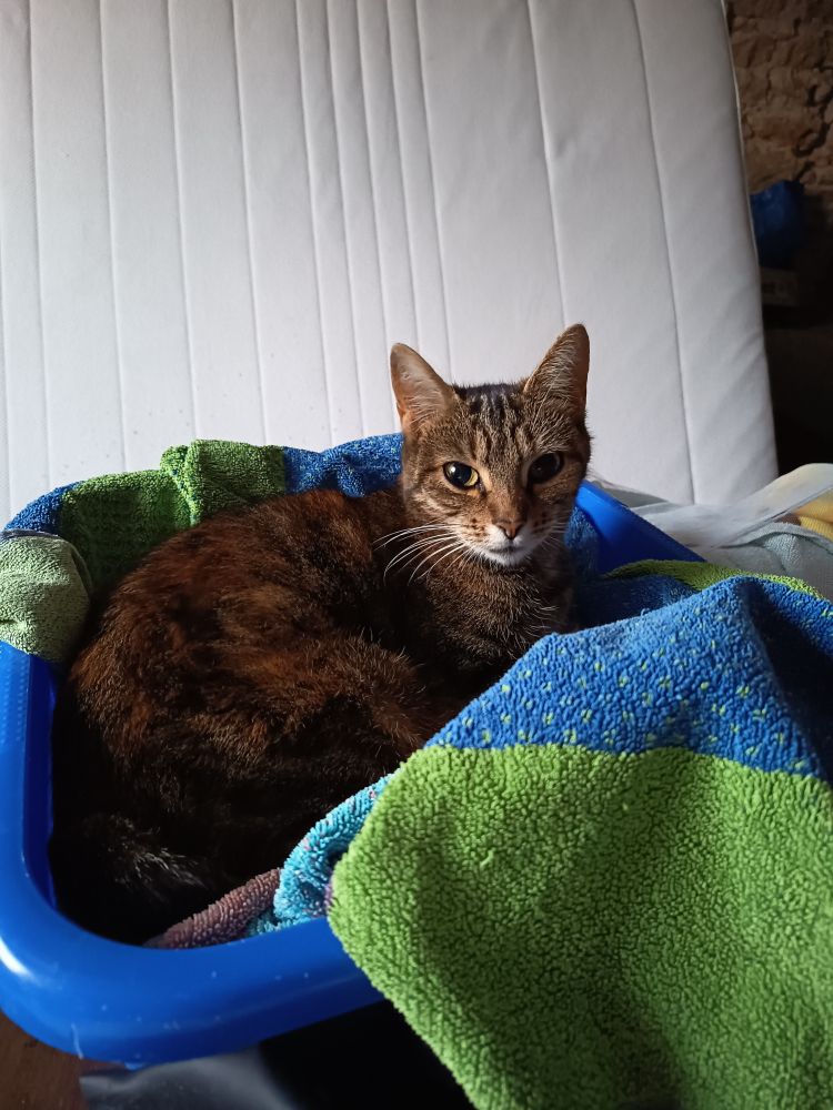 Un chat tigré marron sur une serviette bleue et vert dans une bassine bleue. En fond un matelas blanc relevé 
