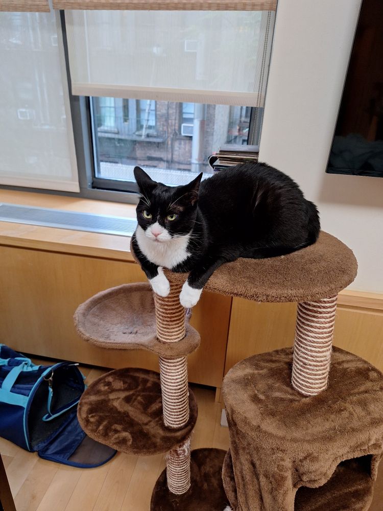 Shorthaired Tuxedo cat lying atop a brown cat condo, paws hanging off the edge, with a disappointed look.