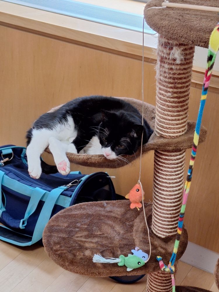 Shorthaired Tuxedo cat with pink nose and pink toe beans lounging in the hammock of a brown fuzzy cat condo, her rear legs hanging off the side of the hammock. A cat toy in the shape of several fish on a string hangs on the condo.