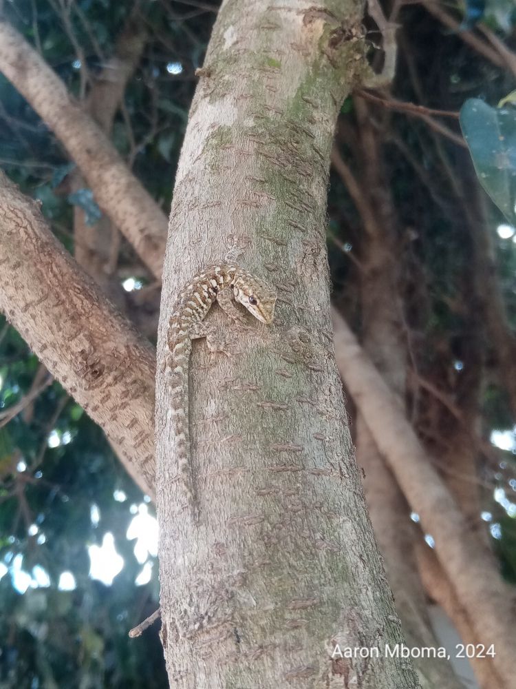 Tiny lizard on a tree. 
