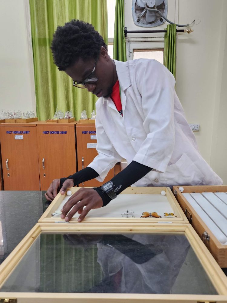 A young man in a lab coat transferring butterfly specimens from a stretching box to a storage box.