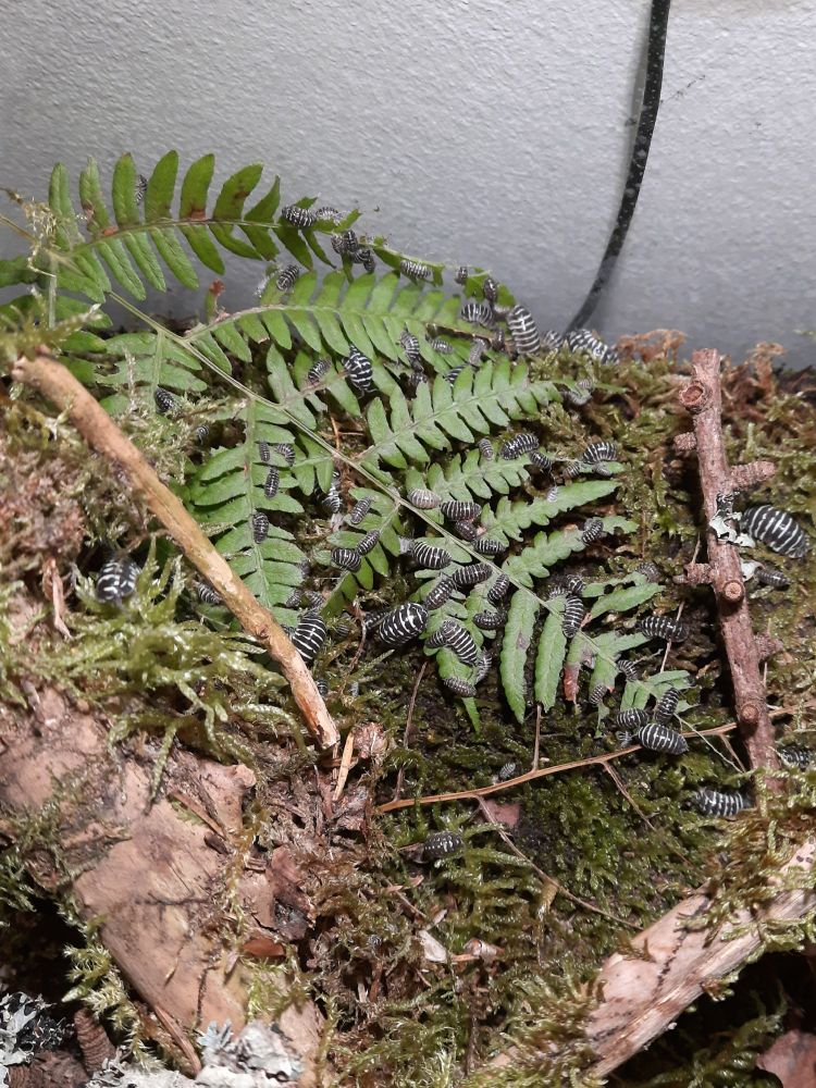 Im Terrarium. Der Boden ist mit Moos bedeckt, darauf liegen an den Seiten Zweige. In der Mitte liegt ein Farnblatt auf dem viele schwarz-weiß gestreifte Asseln in verschiedenen Größen sitzen und futtern.