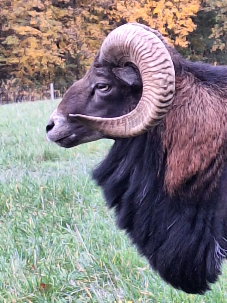 Foto zeigt den Kopf und Hals eines schwarzen Mufflons mit brauner Mähne im Seitenprofil. Das Tier steht auf einer grünen Wiese. Im Hintergrund ist Wald mit Herbstlaub zu sehen. Das Mufflon hal geschwungene Hörner.