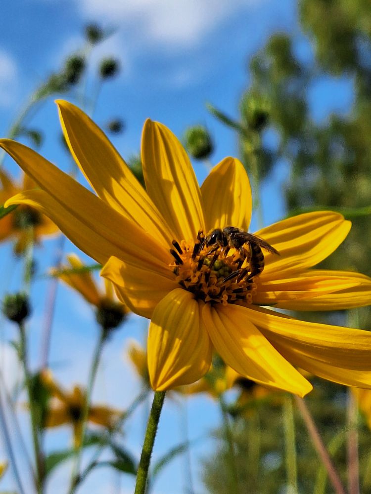 Foto zeigt eine gelbe Blüte in deren Mitte im Blütenkelch eine Biene Nektar sammelt. Die Blüte hat viele längliche gelbe Blütenblätter und einen grünen Stängel. Im Hintergrund sind weitere Blüten zu sehen. Rechts ist im Hintergrund unscharf ein grüner Baum und blauer Himmel zu sehen. Die Sonne scheint. 