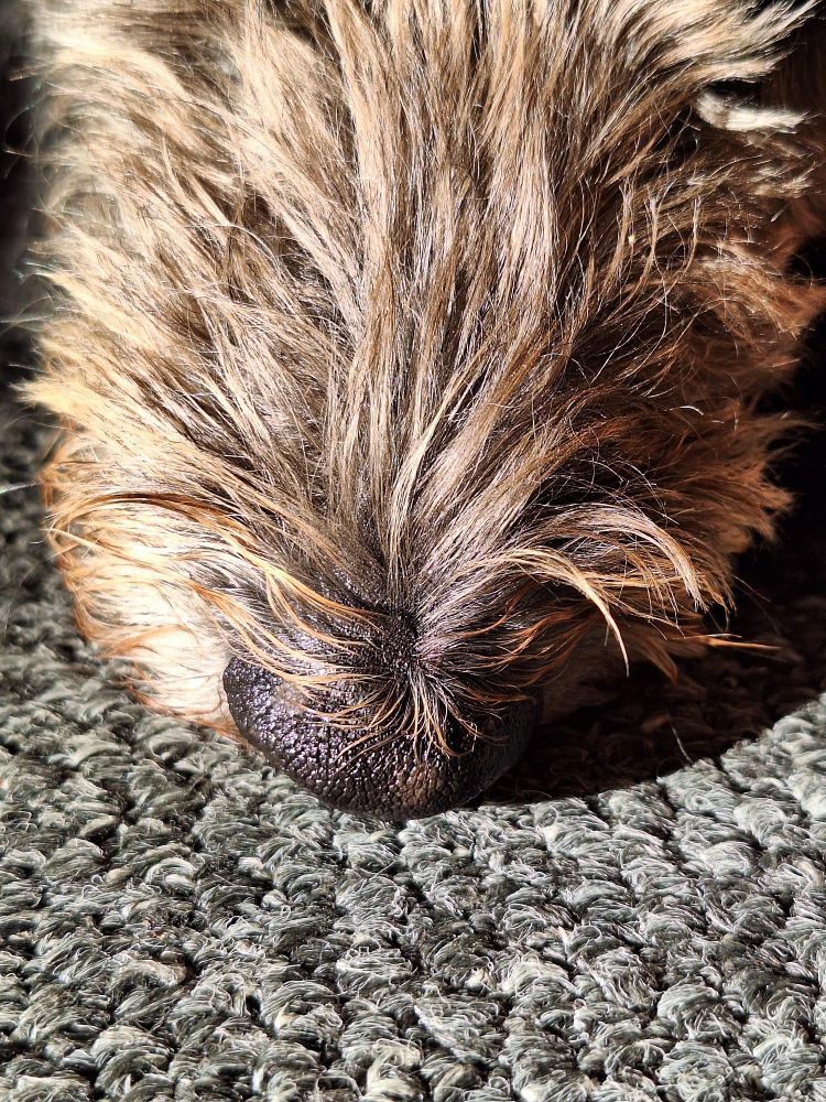 Foto zeigt die graubraune, verwuschelte Schnauze eines Hundes von oben. Vorne dran ist die schwarze grobgemusterte feuchte Hundenase. Diese liegt platt auf einem anthrazitfarbenen Teppich.
Der Hund liegt mit dem Gesicht in der prallen Sonne.