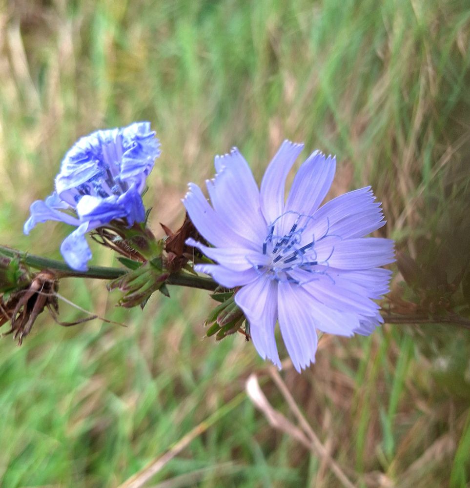 Foto zeigt eine hellblaue Blüte mit gezackten Blütenblättern und violettblauen Blütenstempeln. Neben der geöffneten Blüte ist l7nks am Zweig noch eine hellblaue verwelkte Blüte zu sehen.
