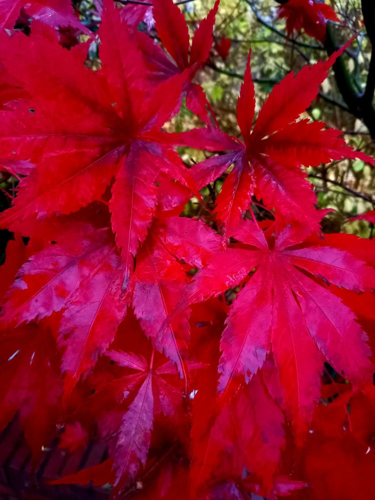 Regenasse knallrot Blätter eines Ahorns (?) die auffällig leuchten.