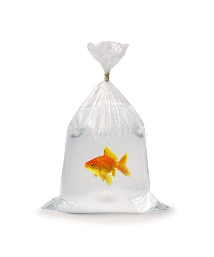 goldfish in a plastic bag
