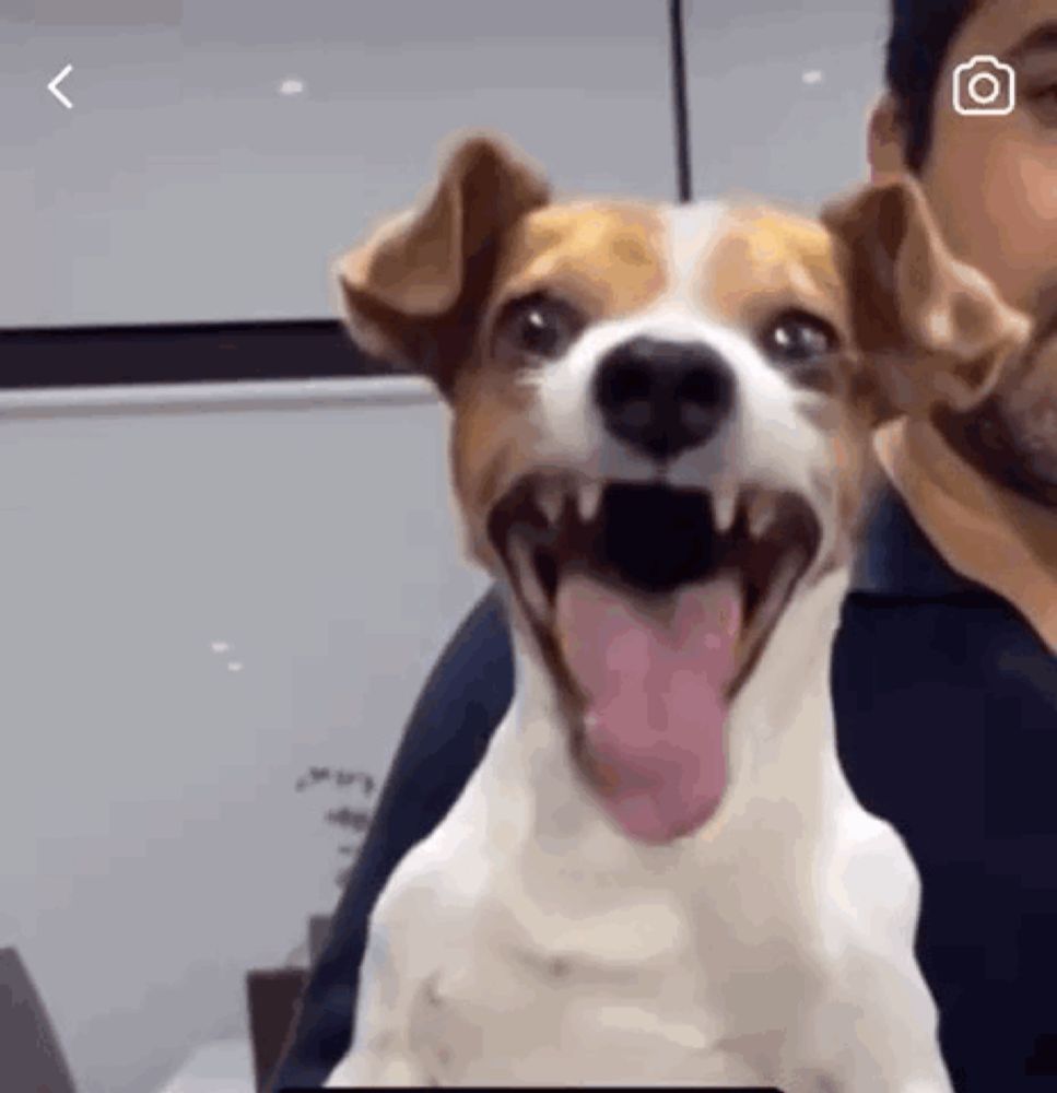 a brown and white dog with its tongue out is sitting next to a man .