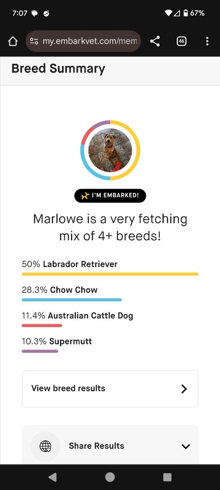 Breed makeup of a dog that's part lab, chow chow, cattle dog, and "mutt"