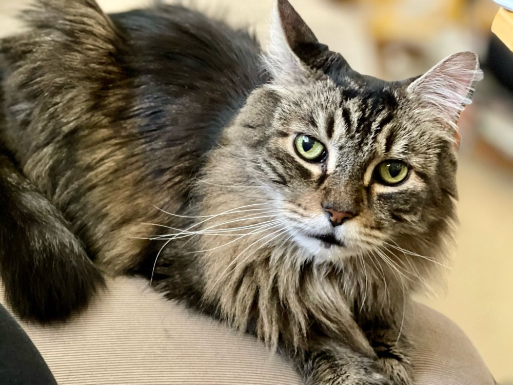 My dear cat Figaro. Longhair and reminiscent of a Maine Coon, lounging and in control