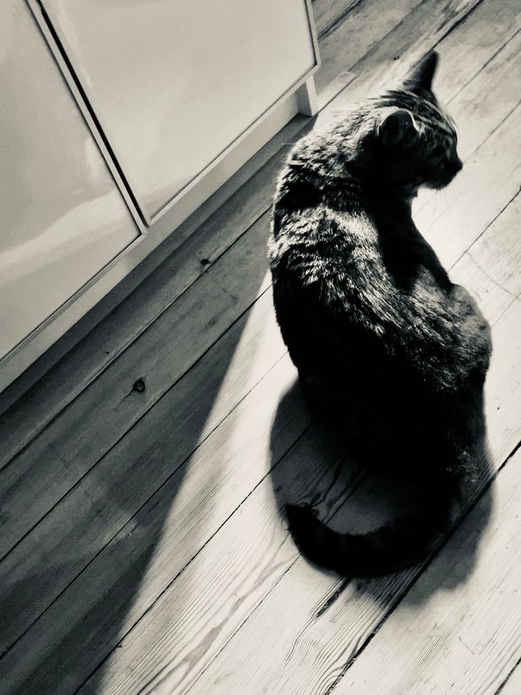 Photo of an annoyed cat - from the back, almost a silhouette. Bild geärgeter Katze, von hinten, fast eine Silhouette 