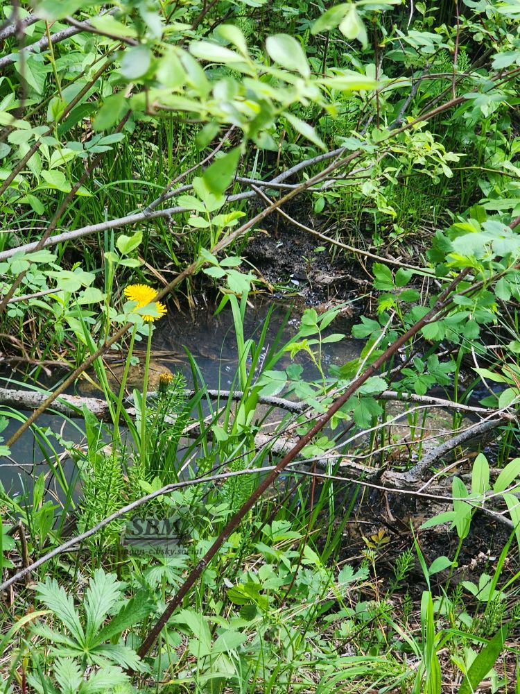 A thin stream of fantastic blue water through bright green flora accompanied by a pair of dandelions