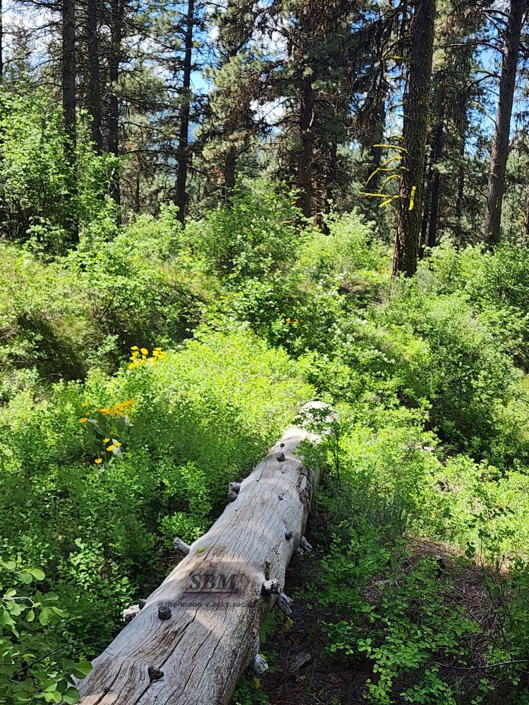 Fluffy green bushes with spotted Jerusalem artichoke flowers surrounding a light fallen log and thin evergreens in the background