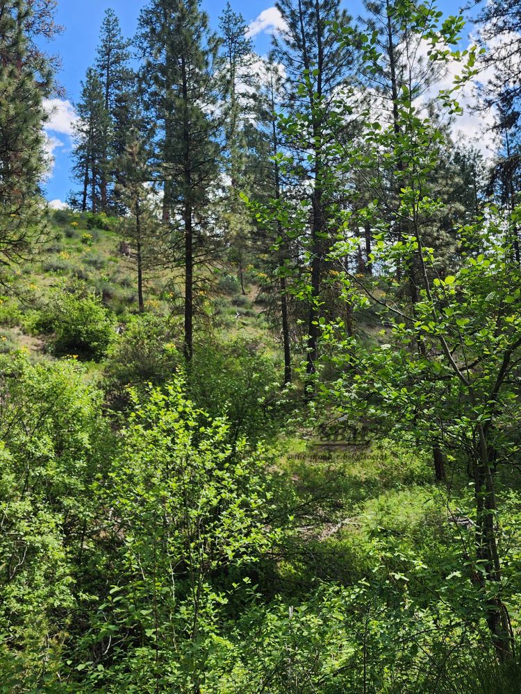 Spanning lush green flora with spotted trees with a bright blue sky and white cumulus clouds in the background 
