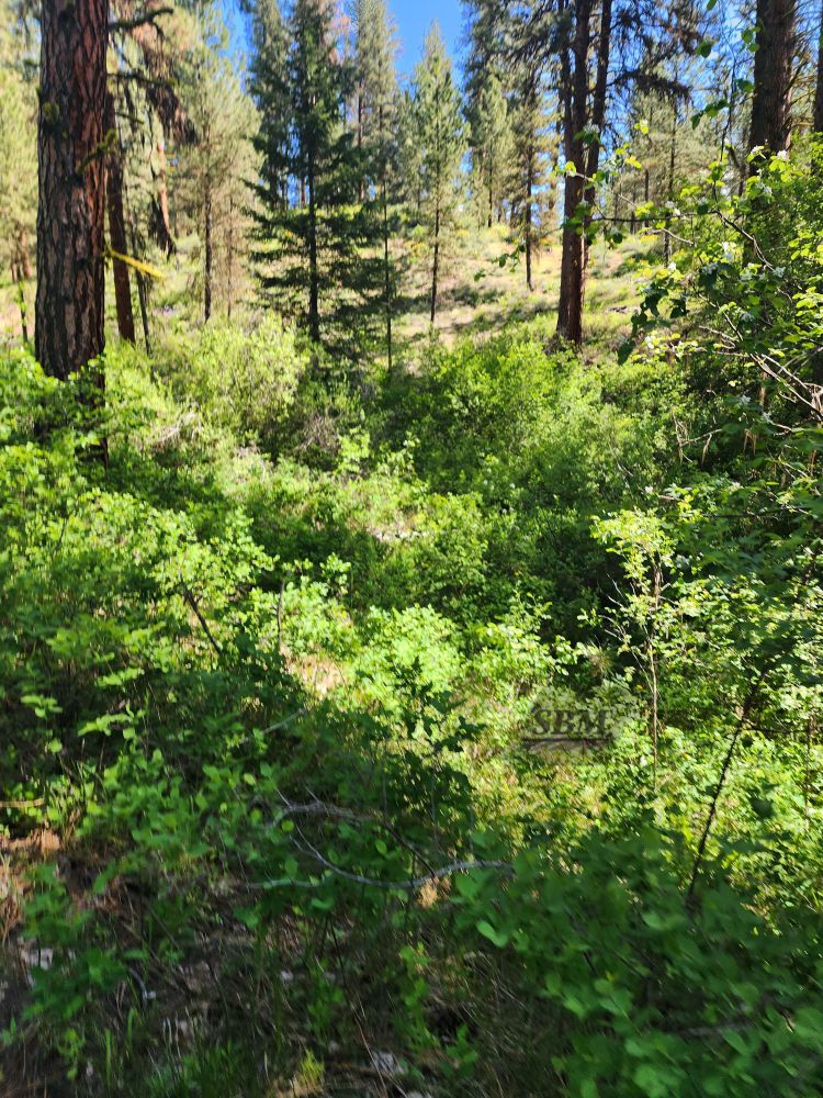 Evergreens behind bright green bush flora on a blue sky