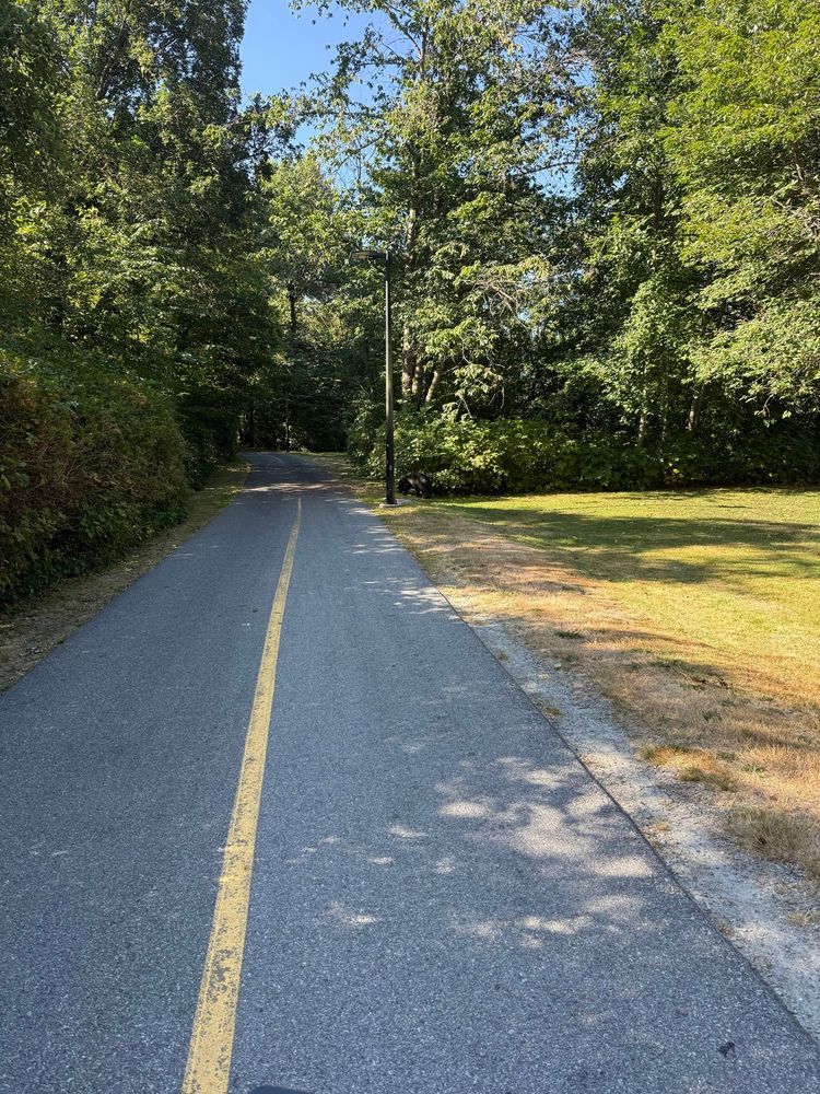 A view of a bike path going into a lush wooded area. Somewhat far away from the photographer, potentially so far that one would need to zoom in, is a juvenile black bear eating berries by the side of the path.