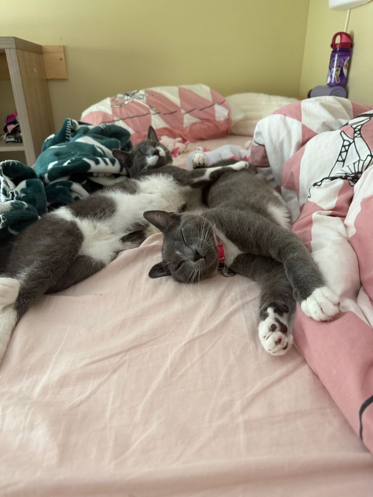 Two grey and white kittens, stretched out luxuriously on pink bedsheets, among ballerina themed blankets. 