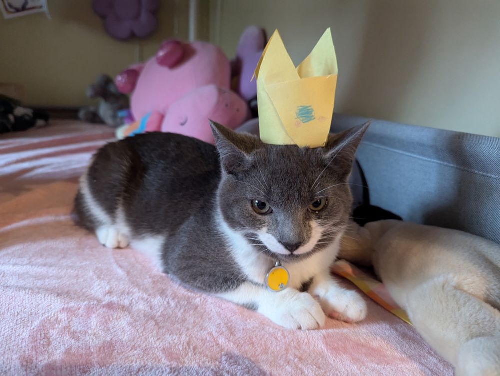 Patch is resting on a pink bed, wearing a little crown made of yellow construction paper. He looks like a grumpy old man cat, but that’s just his face. He is actually very tolerant and sweet.