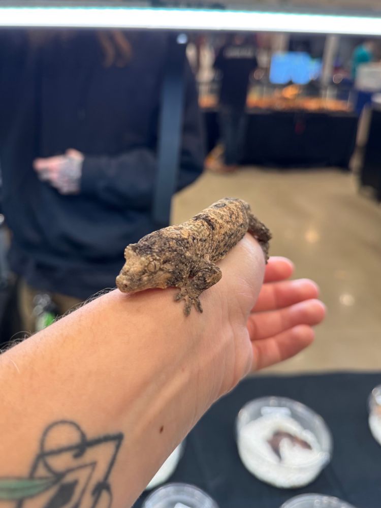 A light brown and beige gecko laying on a human’s arm. There are silhouettes of other geckos in their display boxes on a table in the background