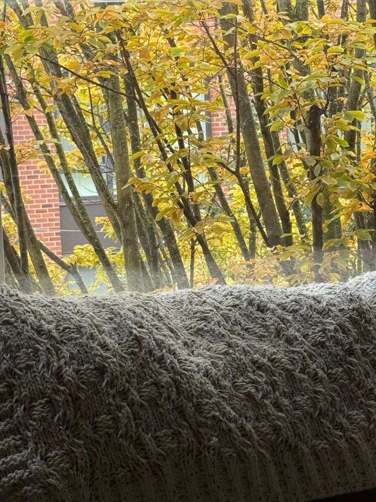 The view from my window. The leaves are beautifully fall yellow with brown branches, and behind it is a red brick building. About halfway down, there is a blanket on an old couch next to the window. The space looks cozy.