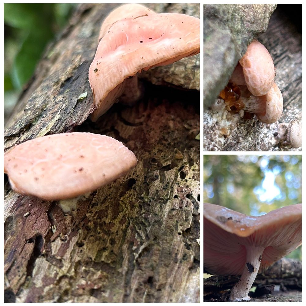Collage of three photos showing Wrinkled Peach mushroom growing on dead Elm. The left hand picture shows teeth marks from the Elm Bark Beetle. Top right is a tiny mushroom showing peach coloured guttation. Bottom right is a more mature mushroom.  