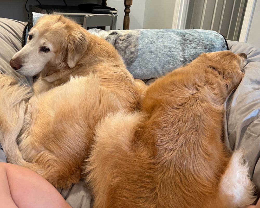 Right: Nala (6)
Left: Maizy (9)