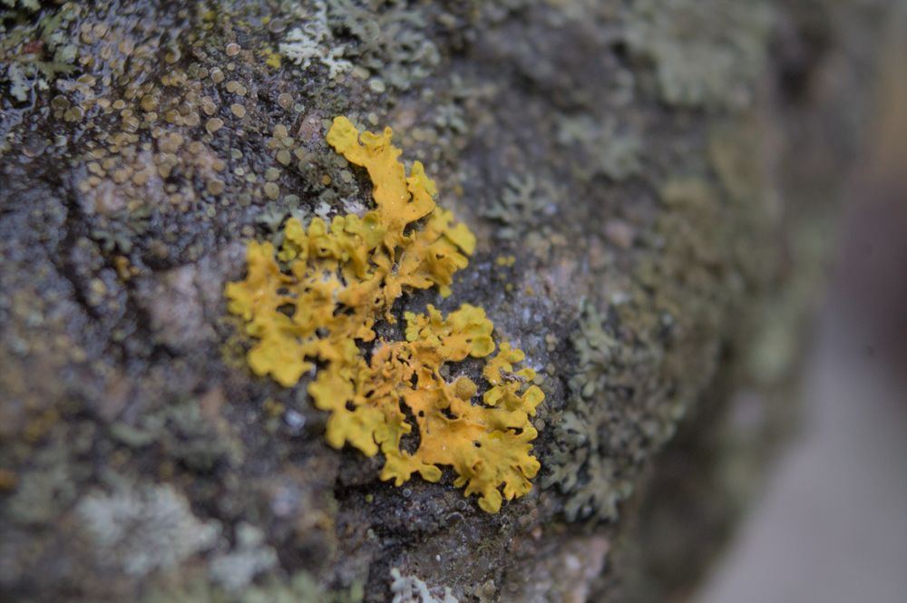A close-up of a patch of bright yellow lichen on a wet rock.