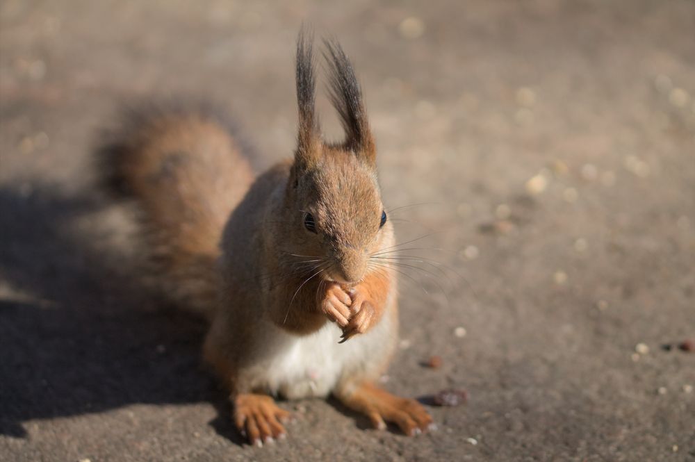 A red squirrel is standing on a large even rock, facing the camera. It has a raisin in its fore paws, which are held close to the snout. The head and ears are covered in reddish tan fur. Long black whiskers and lashes extend from the face. The ears have dark brown tufts of hair growing from them. Eyes are completely black orbs. The fingers have long nails and fine tiny hairs growing from them. Due to focal length, the body, back paws, and tail of the squirrel are increasingly blurry. The belly is almost white, the side has some residual gray winter coat. Legs and tail are covered in reddish brown fur. The back paws have five long toes with nails shorter than the front paws. 