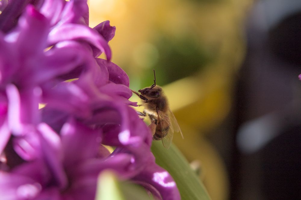 A purple hyacinth on the left side of the photo is mostly blurred by being too near the lens. A bee is hanging on one of the flowers, shadowed by the hyacinth inflorescence. The translucent wings cover parts of the bee's abdomen, and its antennae are pointing forward. A large blob of wax is on the back leg facing the camera. The background consists of blurry yellow and green mass, with some gray and black masses on the right edge of the photo.