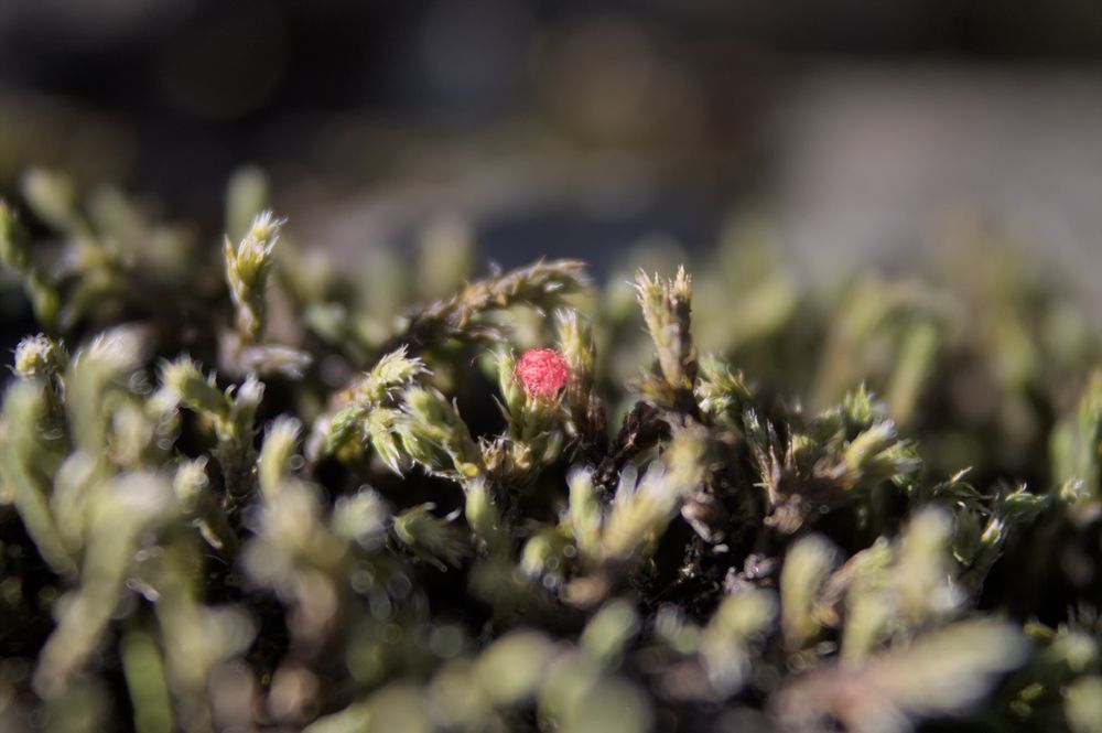 A close-up of green moss. In the middle is a ball of fibery red material, some sort of yarn waste perhaps. The foreground and background are blurry.