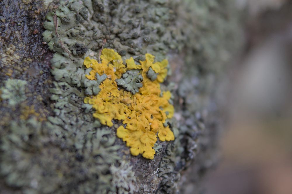A close-up of a patch of bright yellow lichen on a wet rock. It appears to be growing in the middle of a dead, gray lichen of the same type.