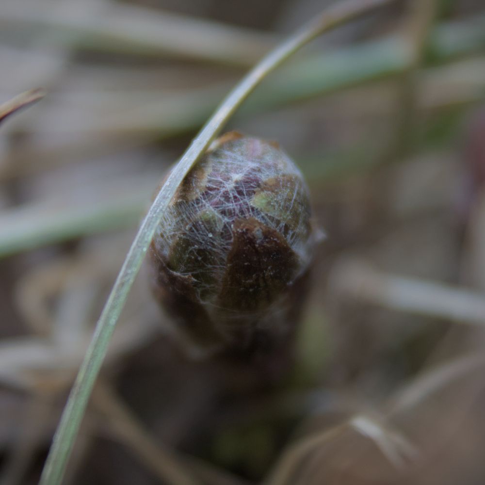 A close-up of a completely closed coltsfoot bud. The bud is purplish, with white strings crisscrossing between the browning outer leaves covering most of it.
A blade of green and brown grass is extending over and behind the bud from top right to bottom left.
Background is blurry, with green and brown grass blades.