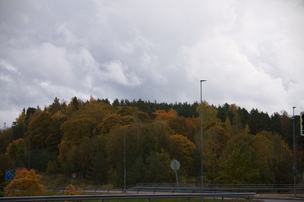 A landscape photo of trees in various shades of green and yellow. The furthermost trees are evergreens. Upper half is white and gray clouds.