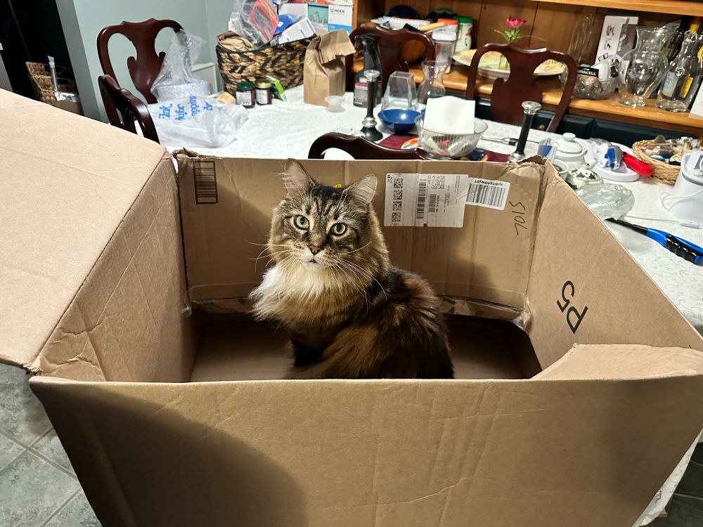 Maine Coon Cat in Box
